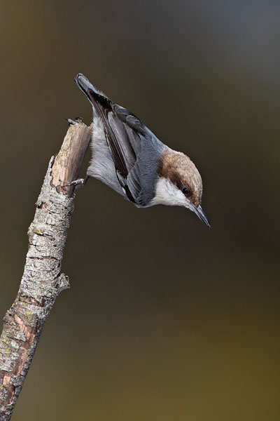 Brown-headed Nuthatch © Russ Chantler